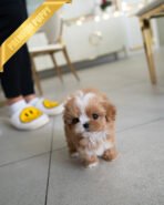 LYRA - FEMALE (PURCHASED by MICHELLE) - Image 2