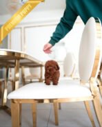 JESSICA - FEMALE (PURCHASED by ANGIE) - Image 4