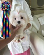 JADE - FEMALE (PURCHASED by MARIA) - Image 3