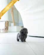 STERLING - MALE (PURCHASED by LEVY) - Image 4