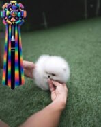 MOCHI - FEMALE (PURCHASED by SARA) - Image 4