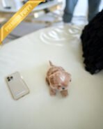 LALA - FEMALE (PURCHASED by KRISTEN) - Image 3