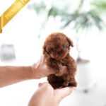 CINNAMON - FEMALE (PURCHASED by TAMARA)