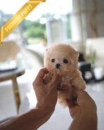 BELLA - FEMALE (PURCHASED by TRENTON) - Image 2