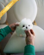 VALENTINA - FEMALE (PURCHASED by TUBINO)