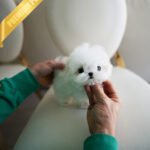 VALENTINA - FEMALE (PURCHASED by TUBINO)