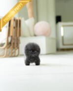 INDIGO  - MALE (PURCHASED by JENNY) - Image 3