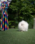 TAYLOR - MALE (PURCHASED by ZONG)