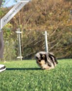 SASHA - FEMALE (PURCHASED by PAUL) - Image 8