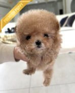 BELLA - FEMALE (PURCHASED by ARRON) - Image 3