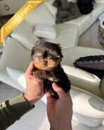 PIPER - MALE (PURCHASED by ELISE) - Image 2