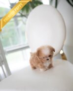 LENNY - MALE (PURCHASED by GERARDO) - Image 3