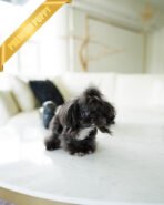 PIPPA - FEMALE (PURCHASED by JANE) - Image 4