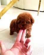 ARLO - MALE (PURCHASED by KIMBERLY) - Image 2