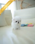 MOLLY - FEMALE (PURCHASED by KANG) - Image 4