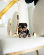 MAGGIE - FEMALE (PURCHASED by ANONYMITY) - Image 2