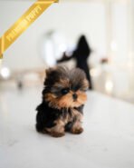 EMMA - FEMALE (PURCHASED by MONICA) - Image 3