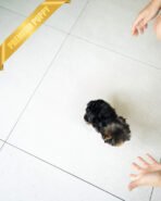 STELLA - FEMALE (PURCHASED by ANT) - Image 3