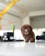 MOCHA - MALE (PURCHASED by TABITHA) - Image 2