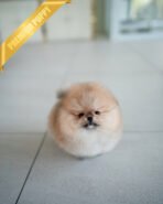 BUTTERS - FEMALE (PURCHASED by PETRINA) - Image 4