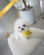 GIGI - FEMALE (PURCHASED by LAUREN) - Image 2