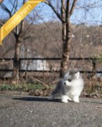 LUNA - FEMALE (PURCHASED by PABLO) - Image 3