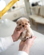 COCO - FEMALE (PURCHASED by BELEN)