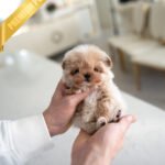 COCO - FEMALE (PURCHASED by BELEN)