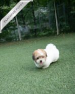 TAFFY - FEMALE (PURCHASED by DEDDY) - Image 7