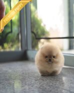 BUTTERS - MALE (PURCHASED by ASHLEE)