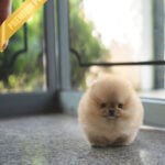 BUTTERS - MALE (PURCHASED by ASHLEE)