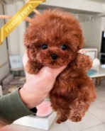 MITCH - MALE (PURCHASED by KIM)