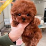 MITCH - MALE (PURCHASED by KIM)