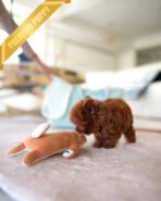 TIPPY - FEMALE (PURCHASED by CHRISTI) - Image 5