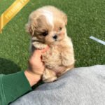 LYRA - FEMALE (PURCHASED by MARCOS)