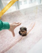 CHLOE - FEMALE (PURCHASED by QUEENIE) - Image 3