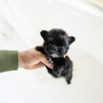 OREO - MALE (PURCHASED by VLADIMIR)