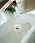 PUFF - FEMALE (PURCHASED by PETER) - Image 5