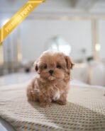 ESME - FEMALE (PURCHASED by LEE) - Image 2