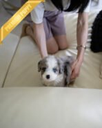 CHASE - MALE (PURCHASED by JAY) - Image 3