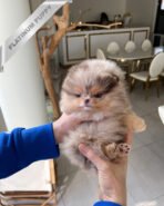 DIANA - FEMALE (PURCHASED by FERNANDO)