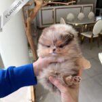 DIANA - FEMALE (PURCHASED by FERNANDO)