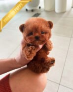 ZIGGY - FEMALE (PURCHASED by LINDSAY)