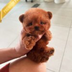 ZIGGY - FEMALE (PURCHASED by LINDSAY)