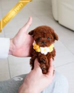 JESSICA - FEMALE (PURCHASED by DANIEL)