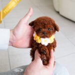 JESSICA - FEMALE (PURCHASED by DANIEL)