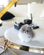 ASPEN - MALE (PURCHASED by YELLI) - Image 3