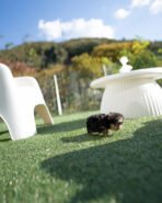 PHINEAS RAE - FEMALE (PURCHASED by AUBBRHEA) - Image 7