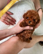 AMELIA - FEMALE (PURCHASED by MARIANA) - Image 2