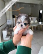 MARCO - MALE (PURCHASED by MICHAEL) - Image 2